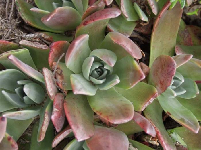 Plant photo of: Dudleya cultivars