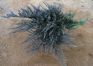 Juniperus horzontalis 'Bar Harbor'