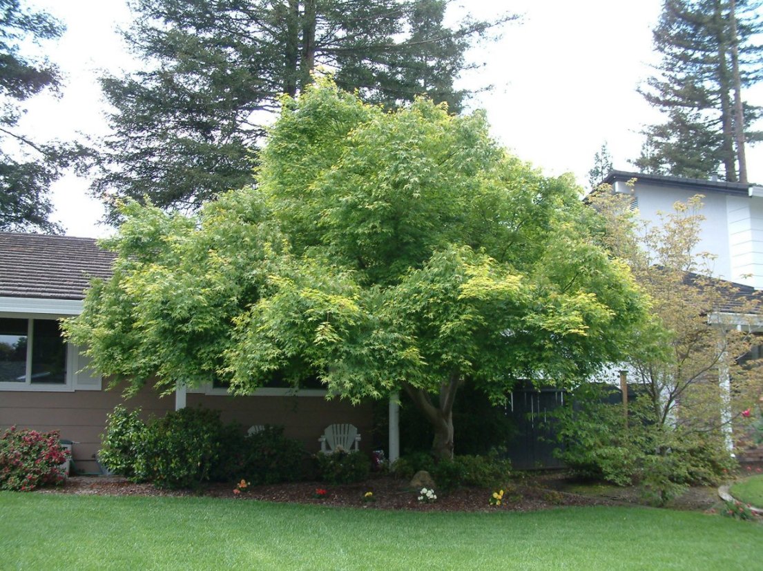 Acer palmatum 'Beni Kawa'