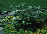 Eryngium giganteum