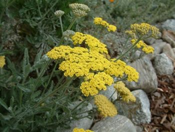 Yarrow