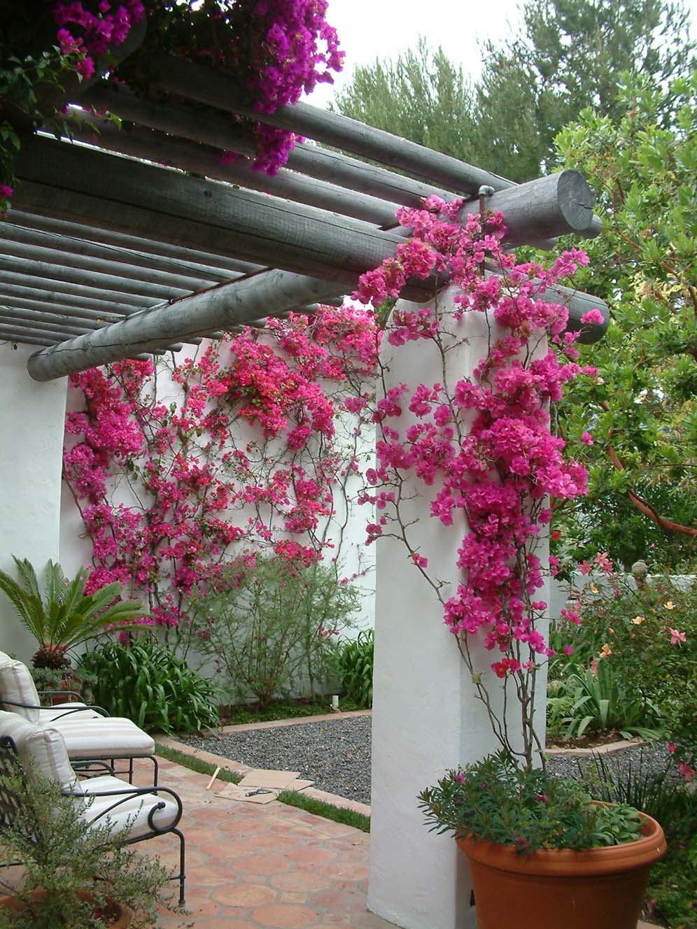 Bougainvillea Beauties