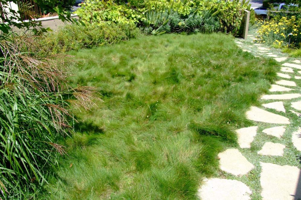 Drifts of Ornamental Grass