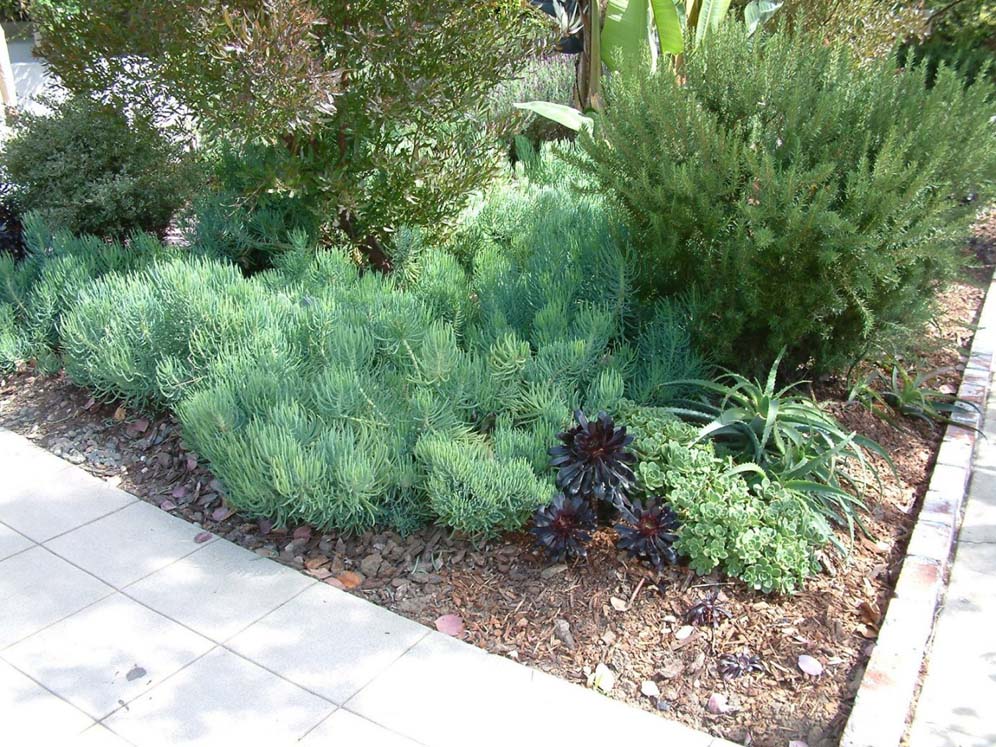 Drought Tolerant Corner