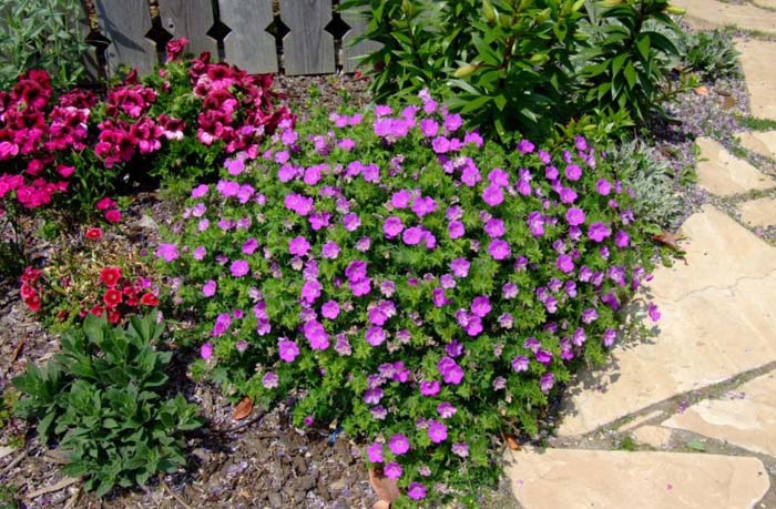 Plant photo of: Geranium X cantabrigiense 'Biokovo'