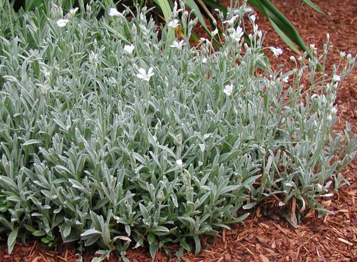 Plant photo of: Cerastium tomentosum