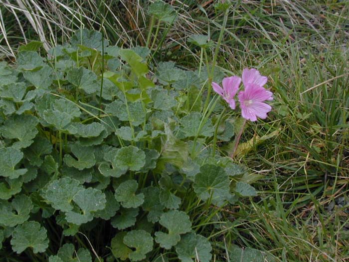 Plant photo of: Sidalcea malviflora