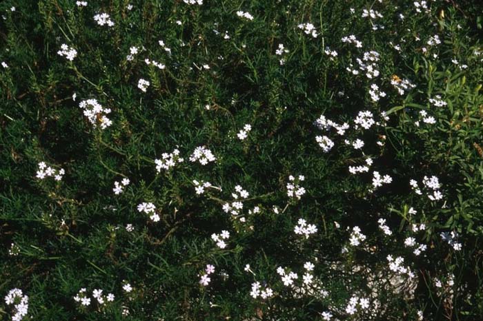 Plant photo of: Verbena peruviana 'White'