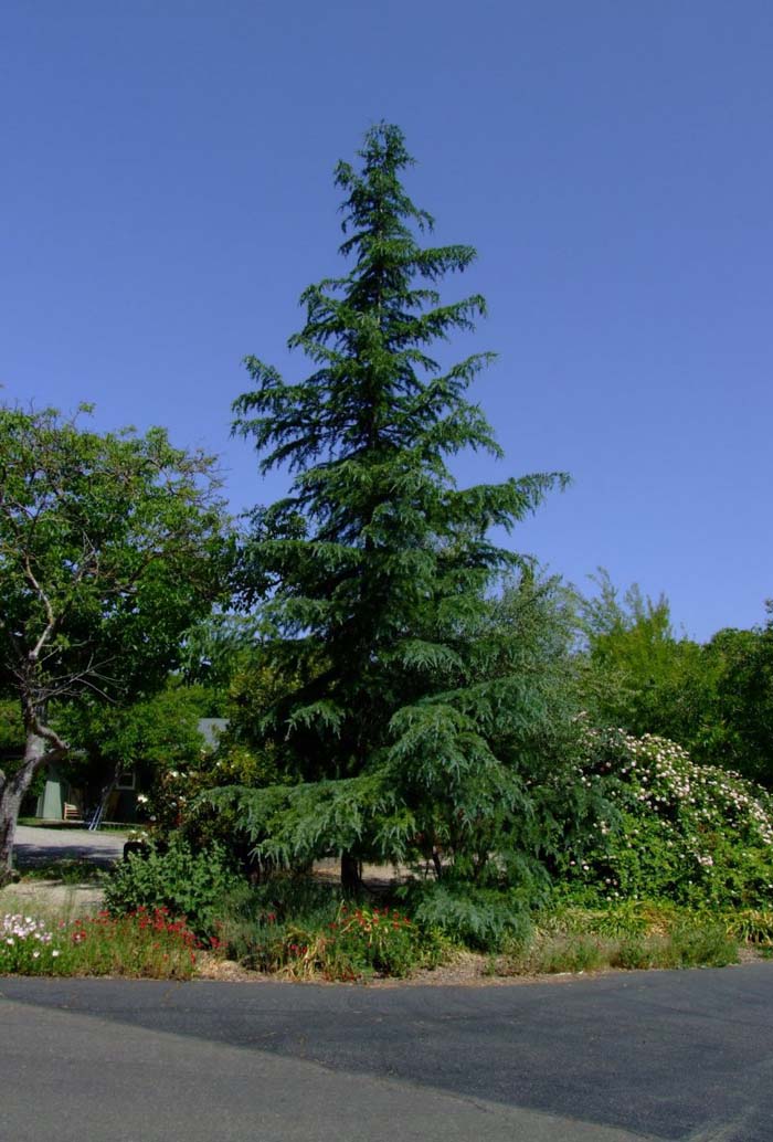 Plant photo of: Cedrus deodara