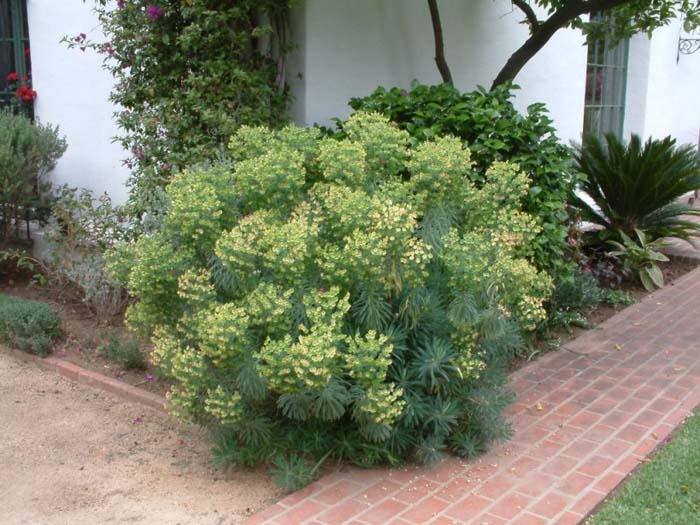 Plant photo of: Euphorbia characias