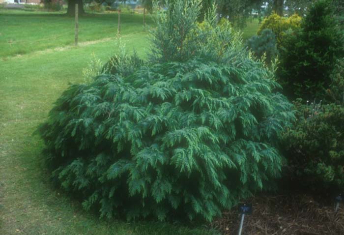 Plant photo of: Chamaecyparis lawsoniana 'Nidiformis'