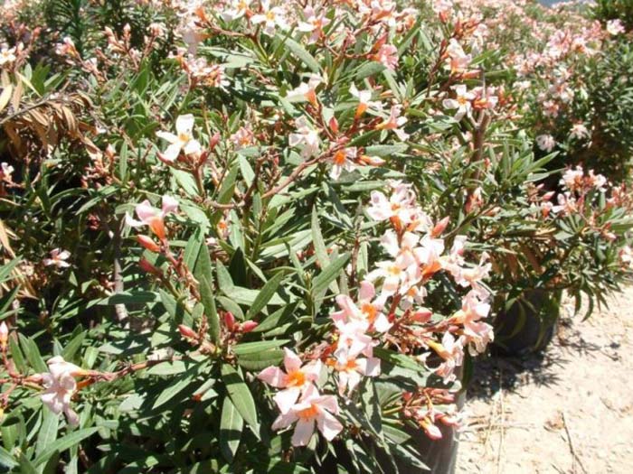 Plant photo of: Nerium oleander 'Petite Salmon'