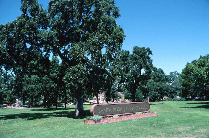 Plant photo of: Quercus lobata