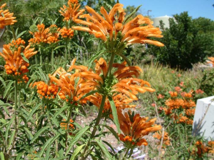 Plant photo of: Leonotis leonorus