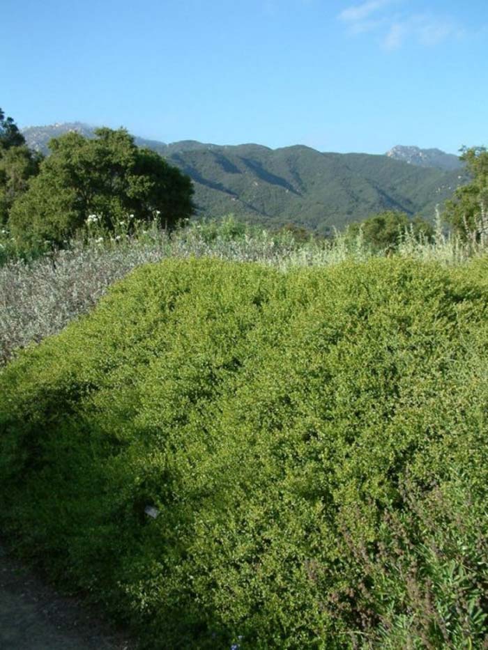 Plant photo of: Baccharis pilularis