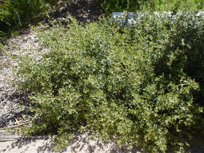 Plant photo of: Correa 'Ivory Bells'