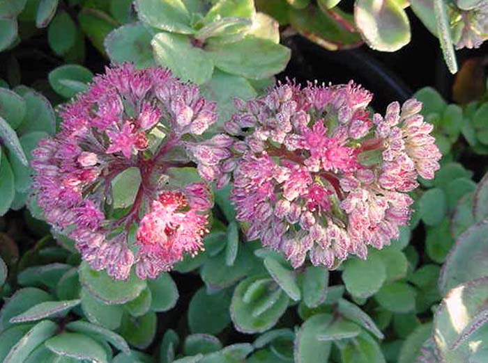 Plant photo of: Sedum 'Autumn Joy'