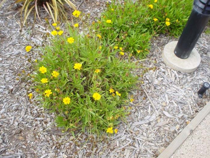 Plant photo of: Coreopsis grandilfora 'Goldfink'