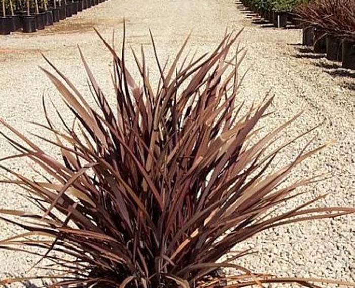 Plant photo of: Phormium 'Amazing Red'