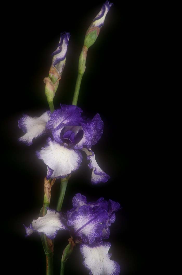 Plant photo of: Iris bearded 'Blue Staccato'