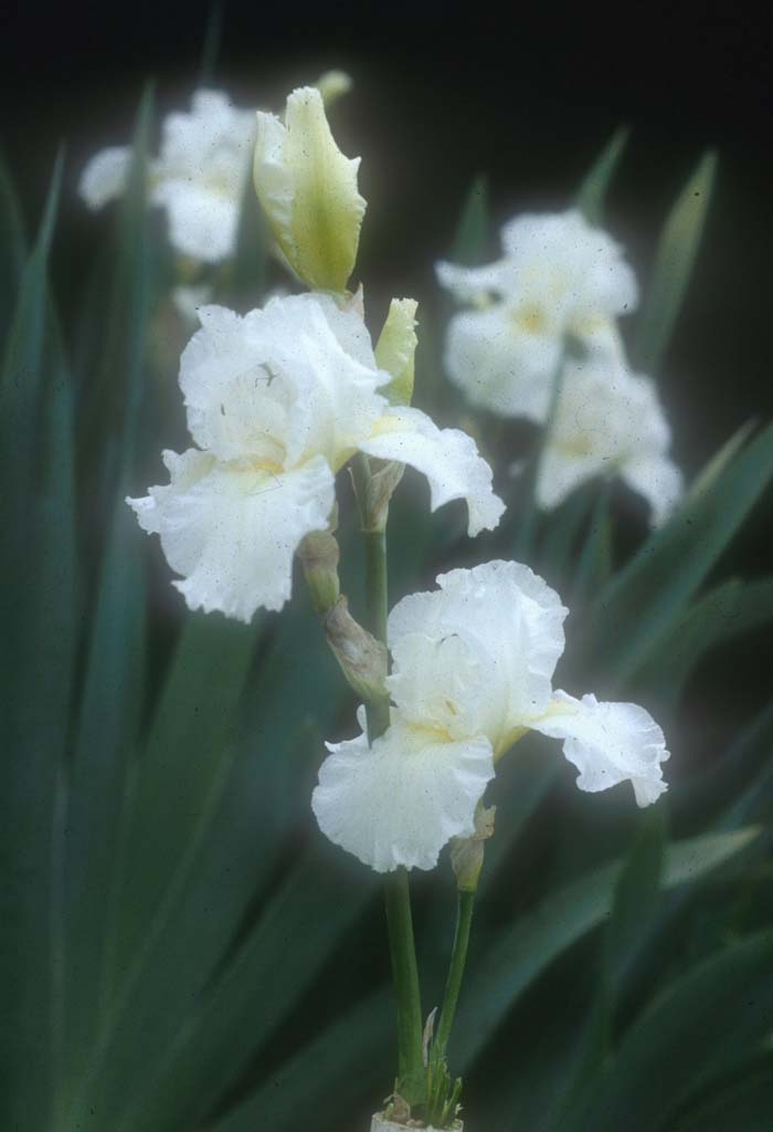 Plant photo of: Iris bearded 'Frequent Flyer'