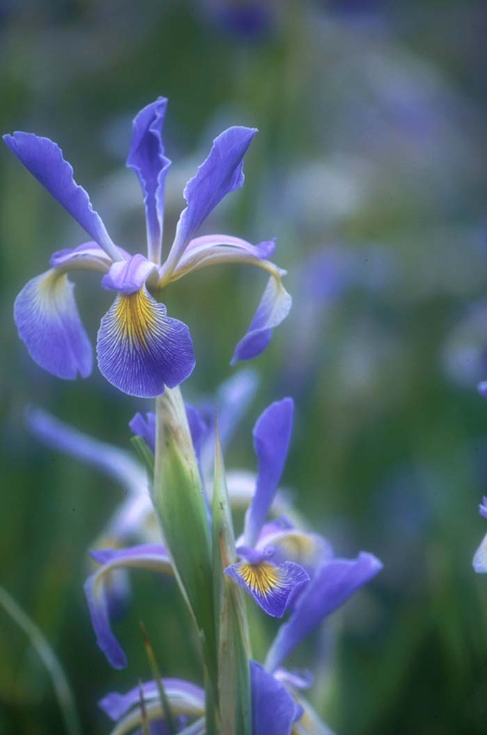 Plant photo of: Iris bearded 'Premier'