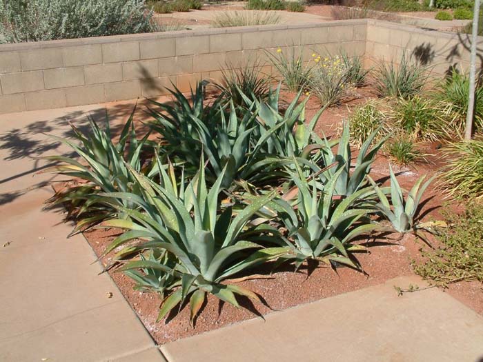 Plant photo of: Agave weberi