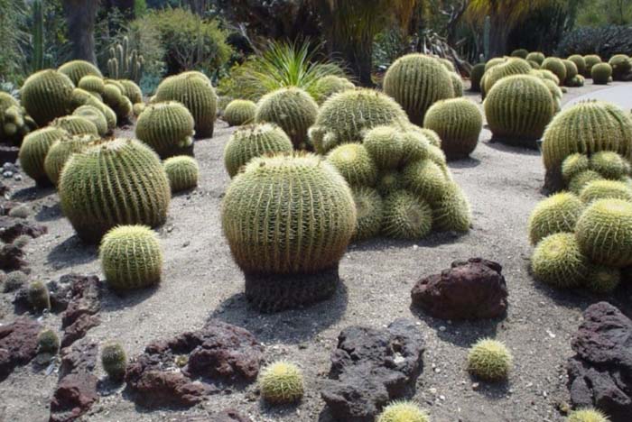 Plant photo of: Echinocactus grusonii