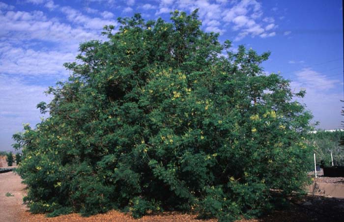 Plant photo of: Caesalpinia mexicana