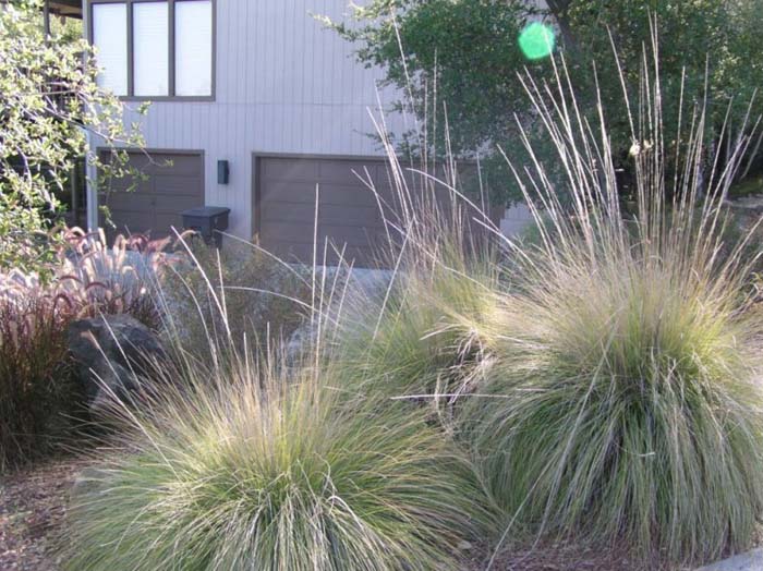 Plant photo of: Muhlenbergia rigens