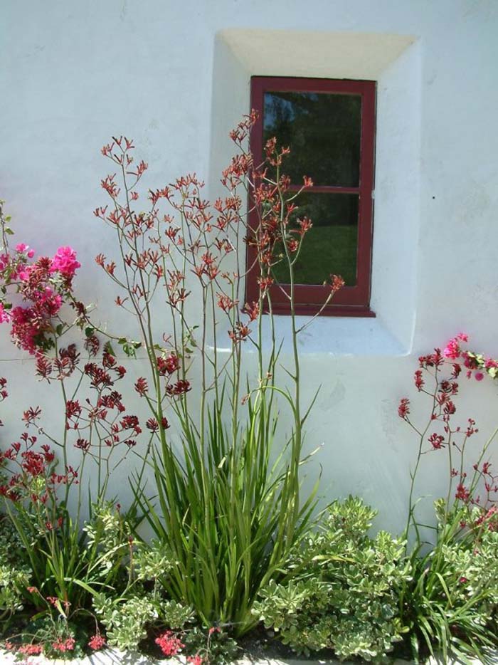 Plant photo of: Anigozanthos 'Big Red'