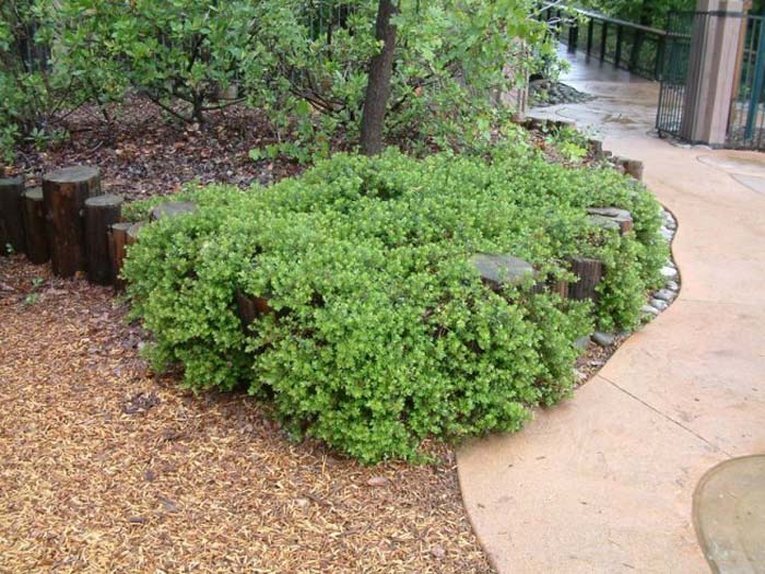 Plant photo of: Arctostaphylos 'Emerald Carpet'