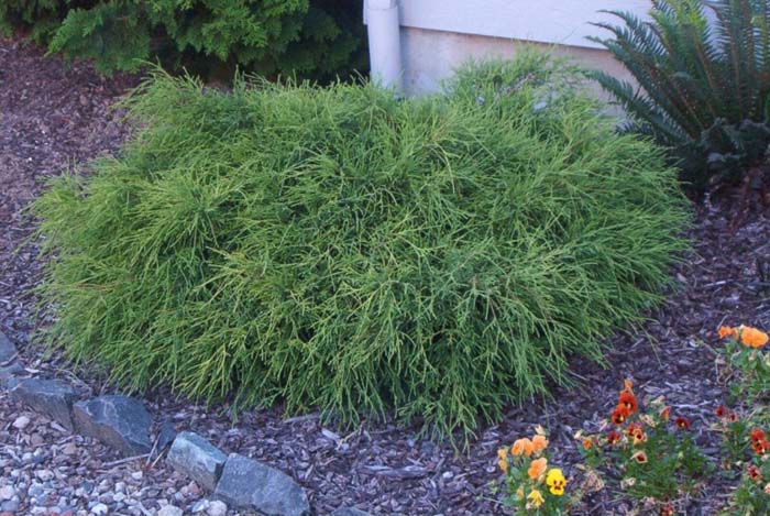 Plant photo of: Chamaecyparis pisifera 'Filifera'