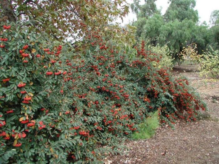 Plant photo of: Cotoneaster lacteus