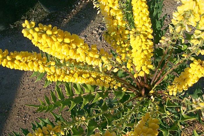 Plant photo of: Mahonia lomariifolia