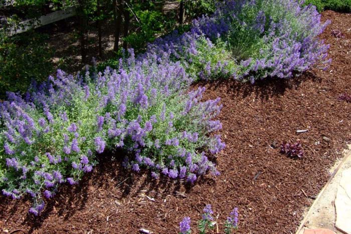 Plant photo of: Nepeta X faassenii