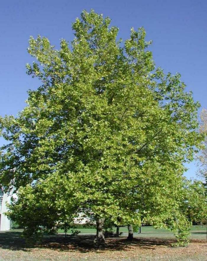 Plant photo of: Platanus X acerifolia