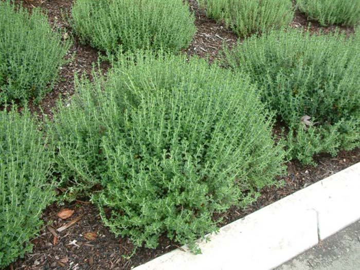 Plant photo of: Teucrium X lucidrys