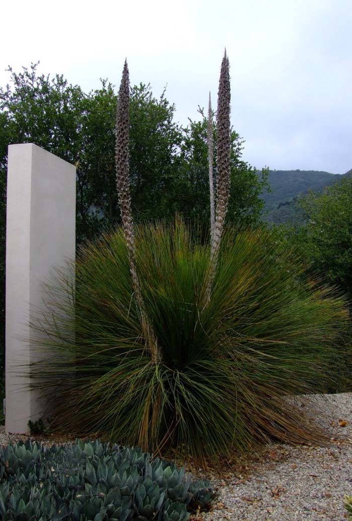 Plant photo of: Xanthorrhoea quadrangulata