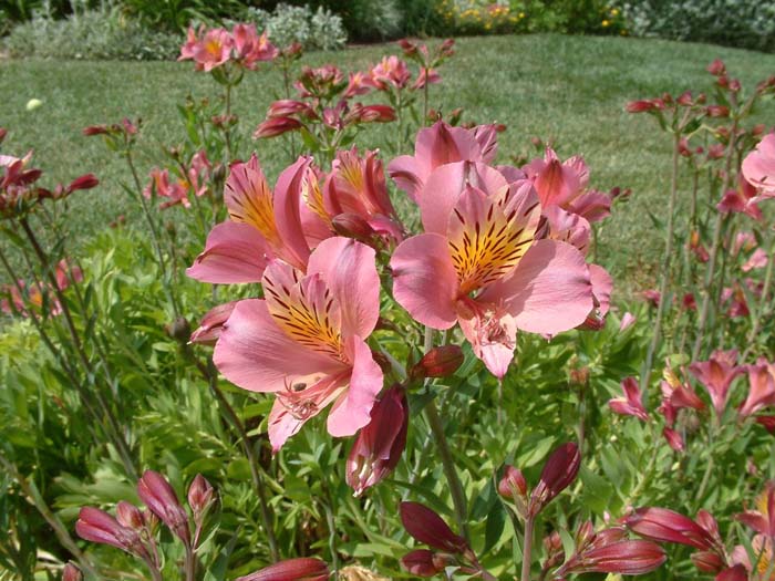 Plant photo of: Alstroemeria hybrids