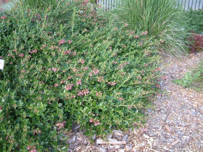 Plant photo of: Escallonia 'Terri'