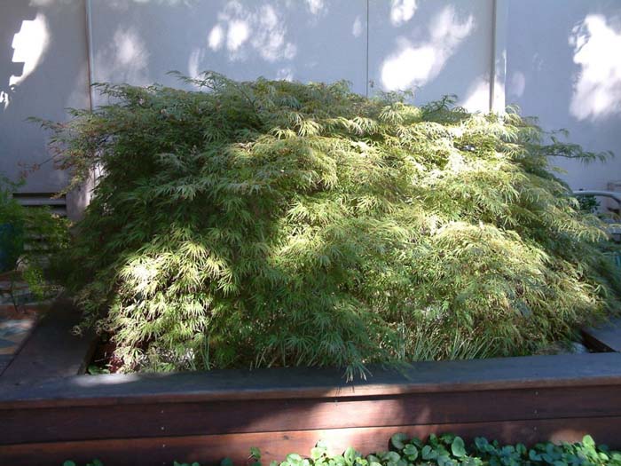 Plant photo of: Acer palmatum 'Dissectum'