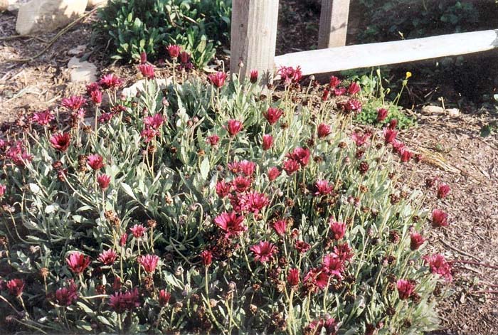 Plant photo of: Arctotis acaulis 'Big Magenta'