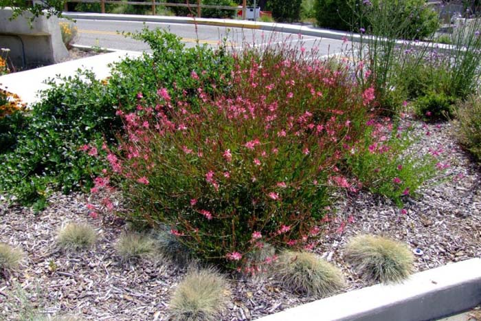 Plant photo of: Gaura lindheimeri 'Siskiyou Pink'