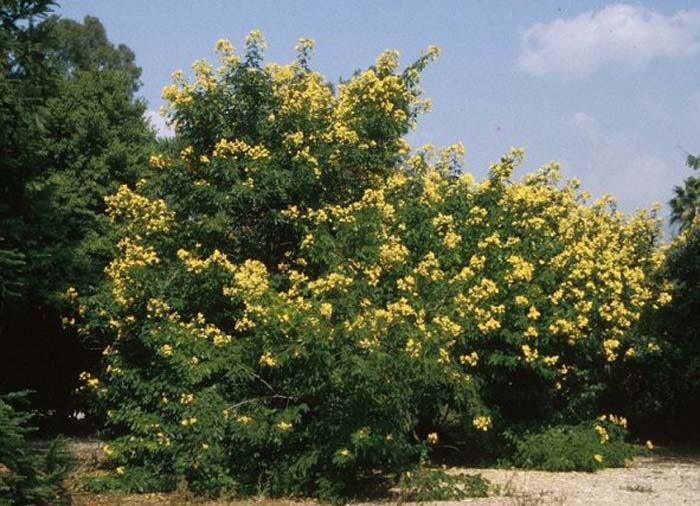 Plant photo of: Senna splendida