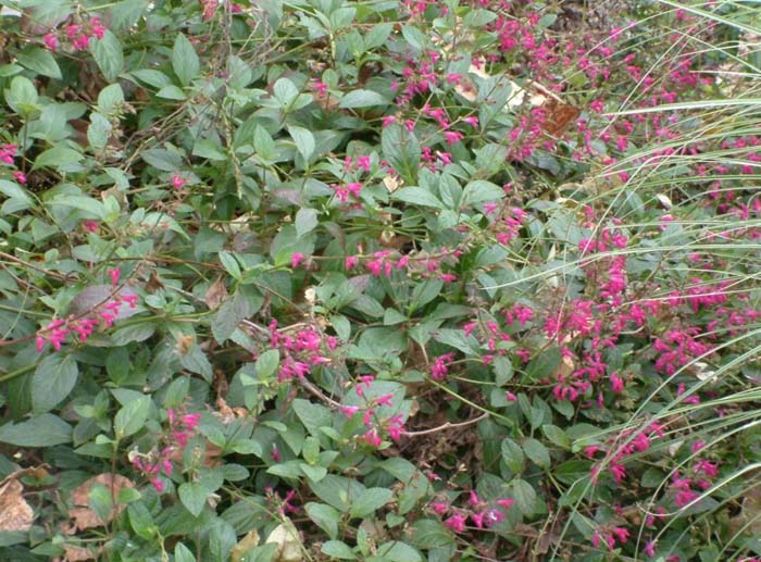 Plant photo of: Salvia chiapensis