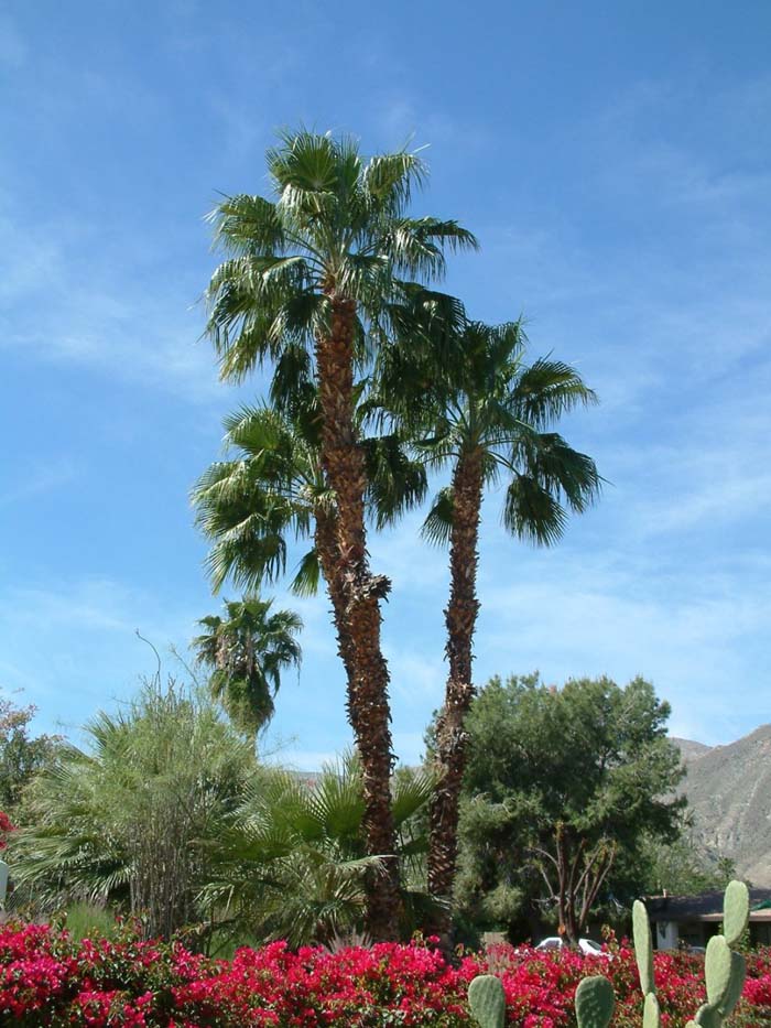 Plant photo of: Washingtonia robusta