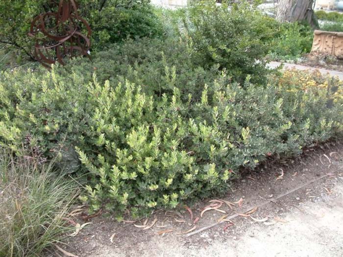 Plant photo of: Arctostaphylos 'Pacific Mist'