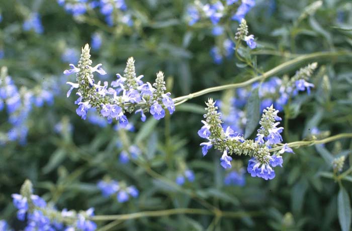 Plant photo of: Salvia uliginosa