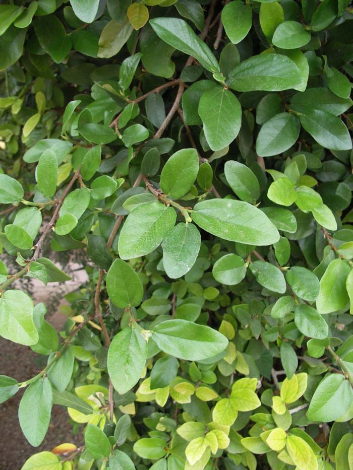 Plant photo of: Ficus pumila